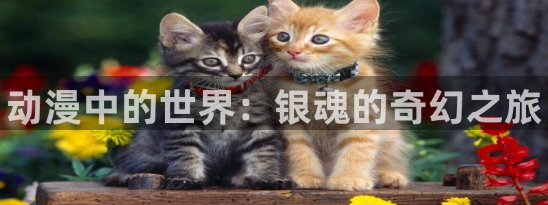 风车动漫ios免费下载
